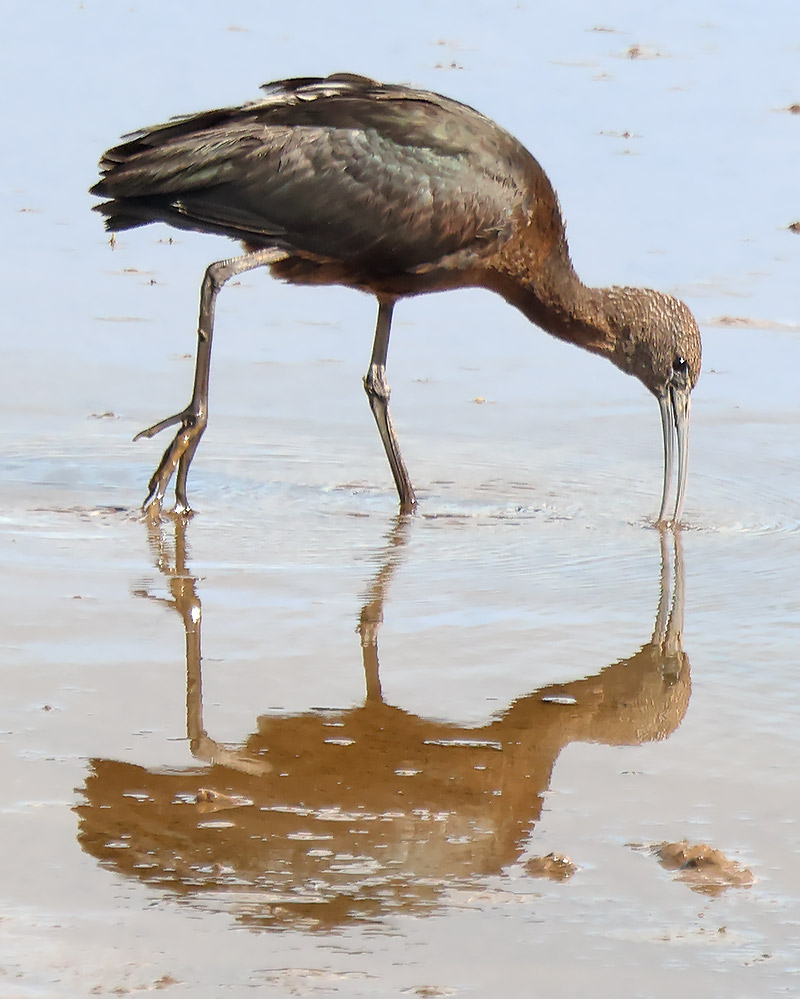 glossy ibis